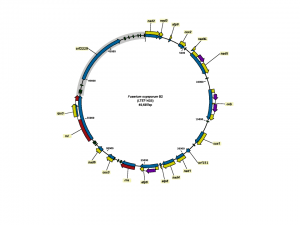 Mitochondrial genomes reveal recombination in the presumed asexual Fusarium oxysporum species complex Image