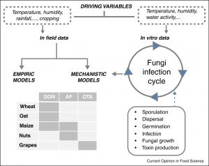 Recent advances in modeling the risk of mycotoxin contamination in crops Image