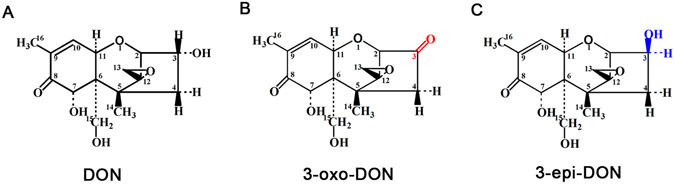 An aldo-keto reductase is responsible for Fusarium toxin-degrading activity in a soil Sphingomonas strain Image