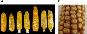 Molecular Basis of Resistance to Fusarium Ear Rot in Maize Image