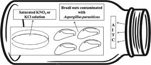 Fumigation of Brazil nuts with allyl isothiocyanate to inhibit the growth of Aspergillus parasiticus and aflatoxin production Image