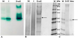 Aflatoxin B1 and M1 Degradation by Lac2 from Pleurotus pulmonarius and Redox Mediators Image