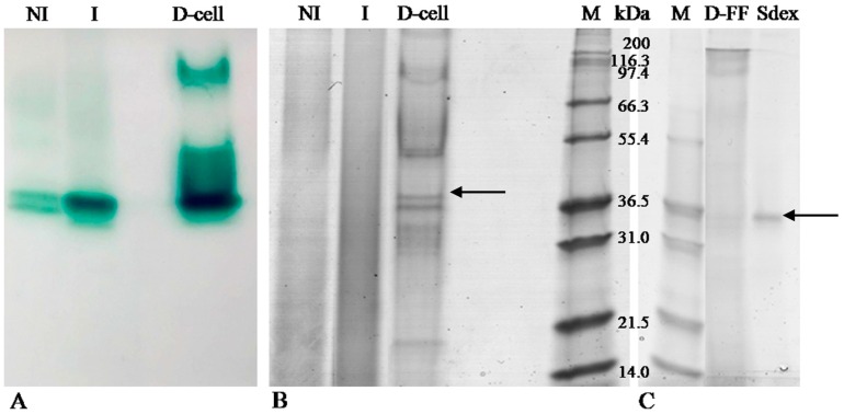 Aflatoxin B1 and M1 Degradation by Lac2 from Pleurotus pulmonarius and Redox Mediators Image