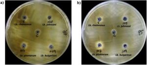 In vitro antifungal activity of bioactive peptides produced by Lactobacillus plantarum against Aspergillus parasiticus and Penicillium expansum Image