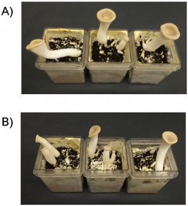 Bioremediation of aflatoxin B1-contaminated maize by king oyster mushroom (Pleurotus eryngii) Image