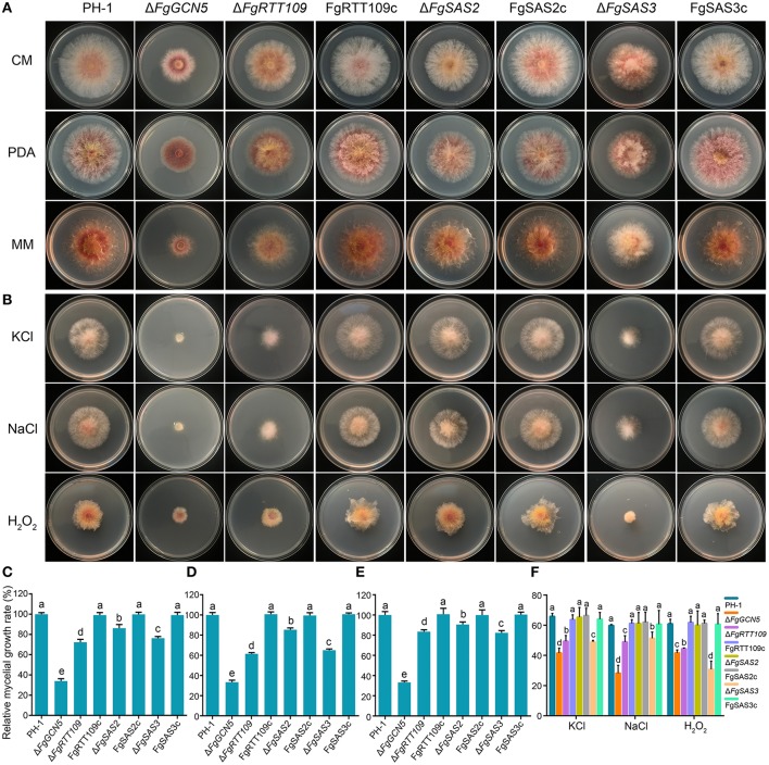 The Fusarium graminearum Histone Acetyltransferases Are Important for Morphogenesis, DON Biosynthesis, and Pathogenicity Image