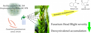 Biocontrol of Fusarium graminearum sensu stricto, Reduction of Deoxynivalenol Accumulation and Phytohormone Induction by Two Selected Antagonists Image