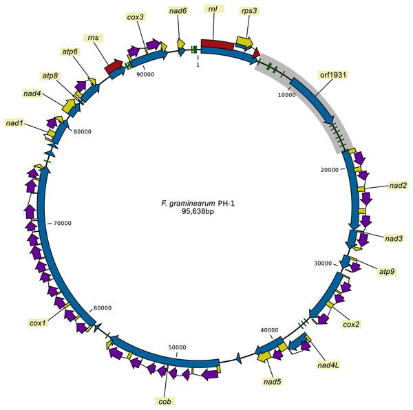 First steps towards mitochondrial pan-genomics: detailed analysis of Fusarium graminearum mitogenomes Image