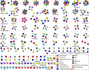 Evolution and Diversity of Biosynthetic Gene Clusters in Fusarium Image
