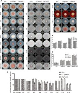 FgPex3, a Peroxisome Biogenesis Factor, Is Involved in Regulating Vegetative Growth, Conidiation, Sexual Development, and Virulence in Fusarium graminearum Image