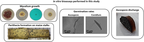 Use of Botanicals to Suppress Different Stages of the Life Cycle of Fusarium graminearum Image