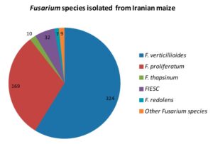 Isolation, Molecular Identification and Mycotoxin Profile of Fusarium Species Isolated from Maize Kernels in Iran Image
